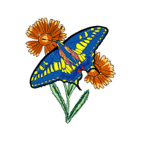 Old World Swallowtail Animals Old World Swallowtail Animals