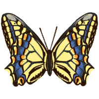 Old World Swallowtail Animals Old World Swallowtail Animals