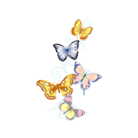 Orange Tip Animals Orange Tip Animals