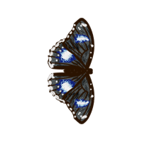 Peacock Butterfly Animals Peacock Butterfly Animals