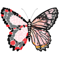 Peacock Butterfly Animals