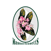 Peacock Butterfly Animals