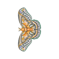 Peacock Butterfly Animals Peacock Butterfly Animals