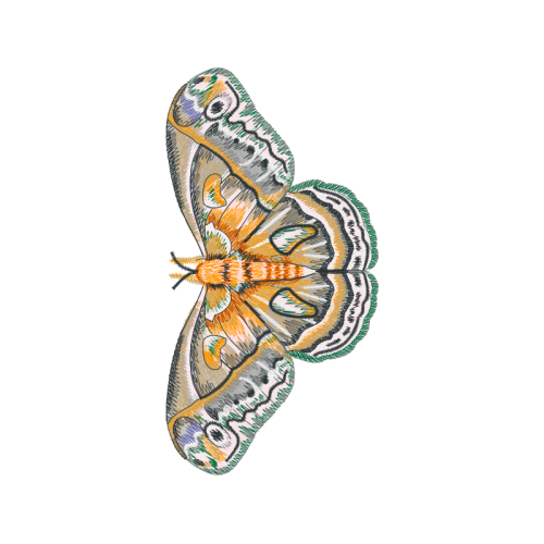 Peacock Butterfly Animals Peacock Butterfly Animals