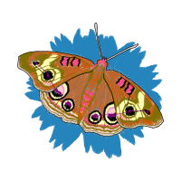 Peacock Butterfly Animals