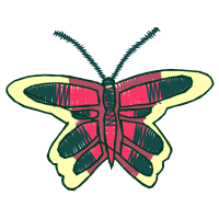 Peacock Butterfly Animals Peacock Butterfly Animals