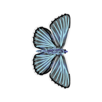 Phengaris Animals Phengaris Animals