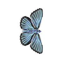 Phengaris Animals Phengaris Animals