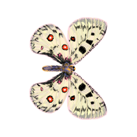 Phengaris Animals Phengaris Animals