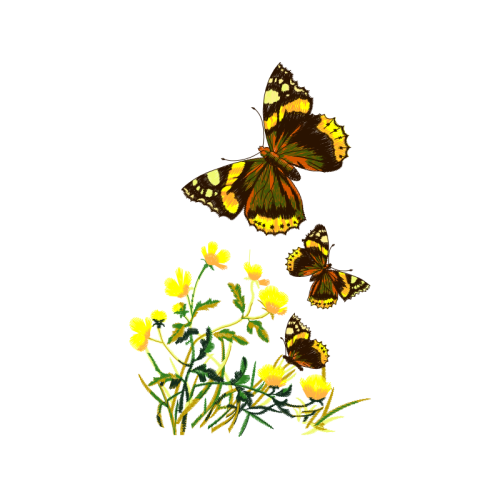 Pieridae Animals Pieridae Animals