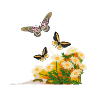 Pieridae Animals Pieridae Animals