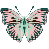 Pieridae Animals Pieridae Animals