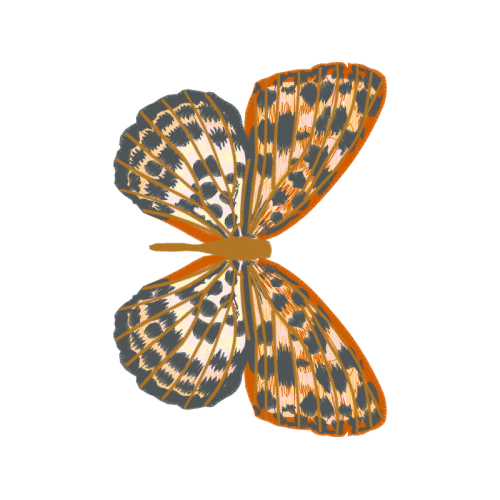 Pieridae Animals Pieridae Animals