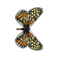 Pieridae Animals Pieridae Animals