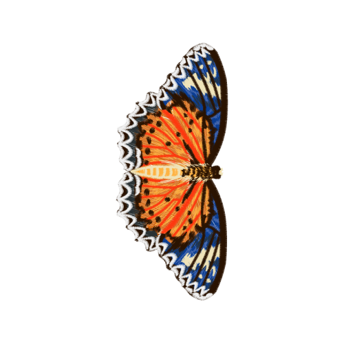 Pieridae Animals Pieridae Animals