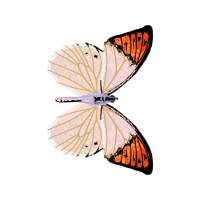 Pieridae Animals Pieridae Animals