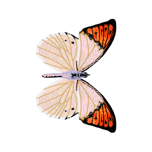 Pieridae Animals Pieridae Animals