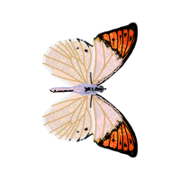 Pieridae Animals Pieridae Animals