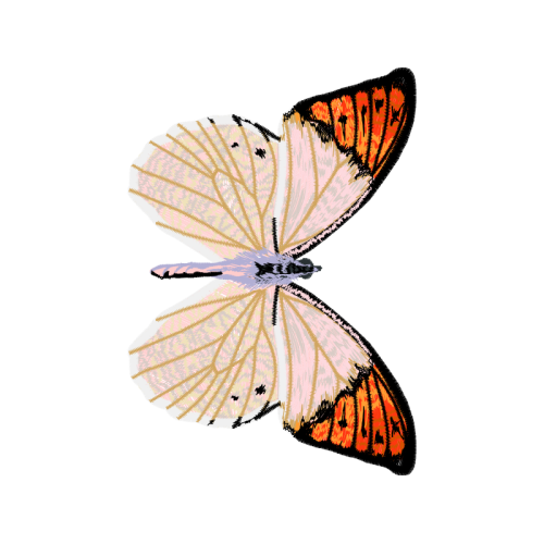 Pieridae Animals Pieridae Animals