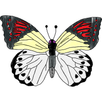 Pieridae Animals Pieridae Animals