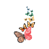 Pieridae Animals Pieridae Animals