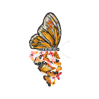 Pieridae Animals Pieridae Animals