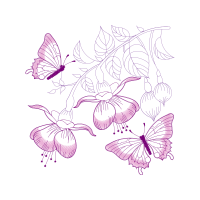 Pieridae Animals Pieridae Animals