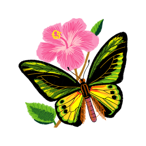 Pieridae Animals Pieridae Animals