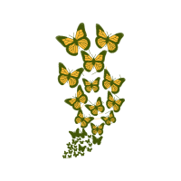 Pieridae Animals Pieridae Animals