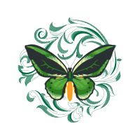 Pieridae Animals Pieridae Animals