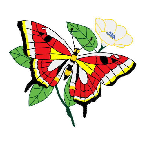 Pieridae Animals Pieridae Animals