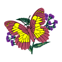 Pieridae Animals Pieridae Animals