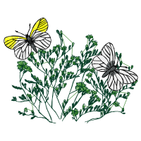 Pieridae Animals Pieridae Animals