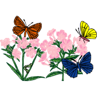 Pieridae Animals Pieridae Animals