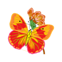 Pieridae Animals Pieridae Animals