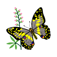 Pieridae Animals Pieridae Animals