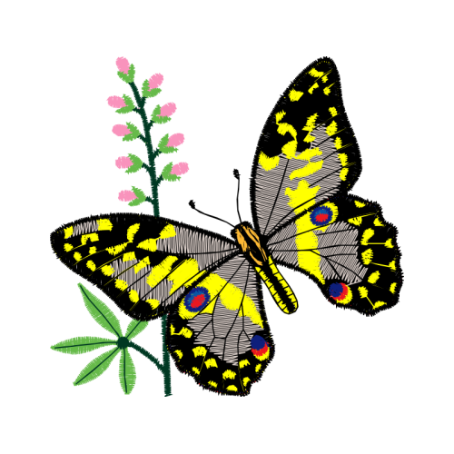 Pieridae Animals Pieridae Animals