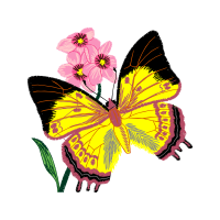 Pieridae Animals Pieridae Animals