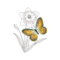 Pieridae Animals Pieridae Animals