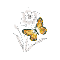 Pieridae Animals Pieridae Animals