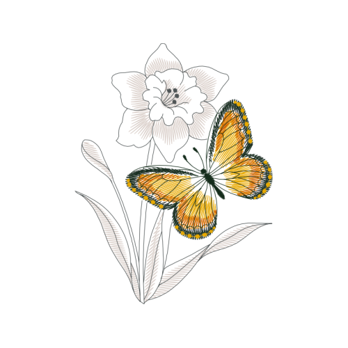 Pieridae Animals Pieridae Animals