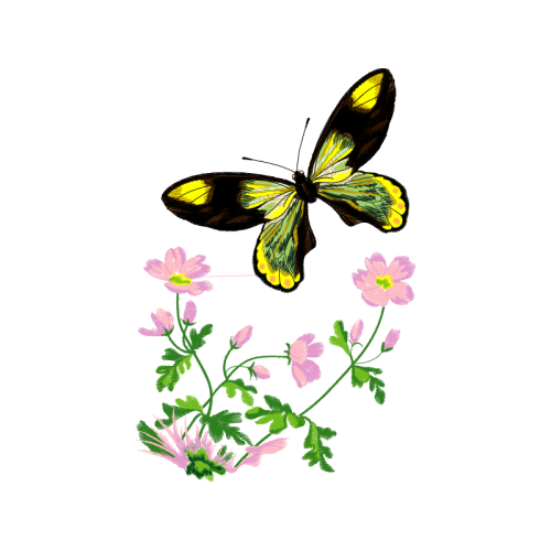 Pieridae Animals Pieridae Animals