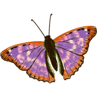 Pieridae Animals Pieridae Animals