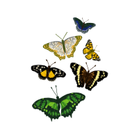 Pieridae Animals Pieridae Animals