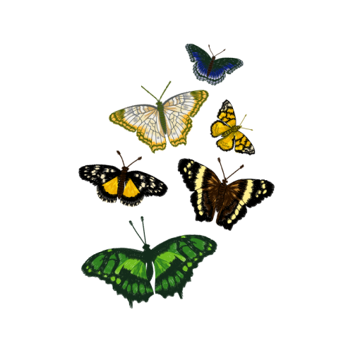 Pieridae Animals Pieridae Animals