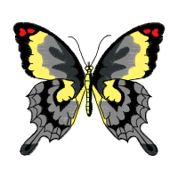 Pieridae Animals Pieridae Animals