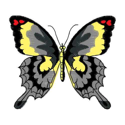 Pieridae Animals Pieridae Animals