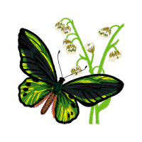 Pieridae Animals Pieridae Animals