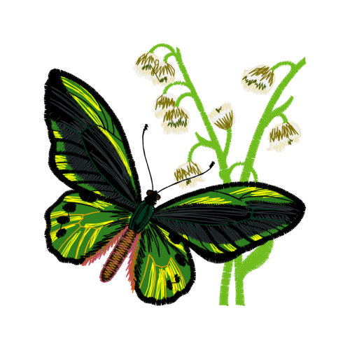 Pieridae Animals Pieridae Animals