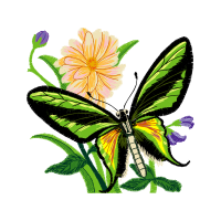 Pieridae Animals Pieridae Animals